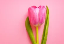 130+ Most Beautiful March 8 Greeting Cards and Messages for Girlfriend