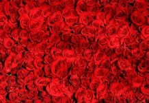 Declarations of Love: Funny, Excited and Longing