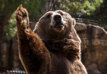 Dream Meaning: What it means to dream of a Bear