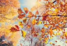 Quotes about autumn, beautiful proverbs and statuses