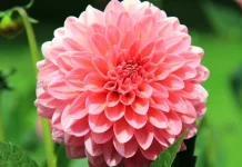 Retirement Messages – Best wishes for a future retiree