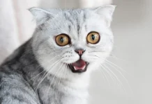 The Funniest Jokes and Jokes with Cats