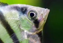 The Meaning of the Dream: What It Means When You Dream About