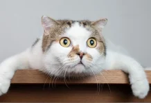 The Meaning of the Dream: What It Means When You Dream Cats