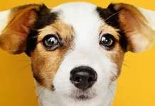 The Meaning of the Dream: What It Means When You Dream Dogs