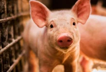 The Meaning of the Dream: What It Means When You Dream of Pigs