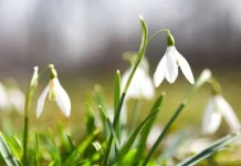 The most beautiful and original spring messages for your loved ones