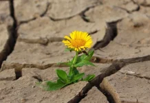 The most beautiful motivational messages to increase confidence and courage