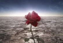 The most beautiful quotes about flowers