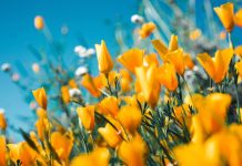 Lucky Flowers based on your Chinese zodiac sign