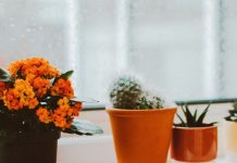 Lucky Plants as per your Zodiac Sign to usher in Prosperity