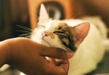 Find out The Best Cat Breed for your Zodiac Sign